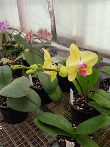 Phalaenopsis Taisuco Date