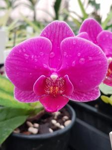 Phalaenopsis Taida Firebird