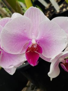 Phalaenopsis Romance Valentine