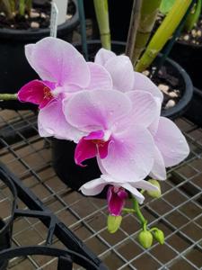 Phalaenopsis Romance Valentine