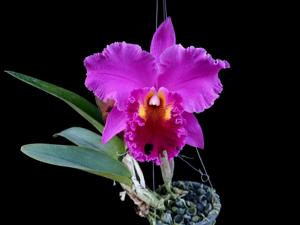 Rhyncholaeliocattleya Lucky Man