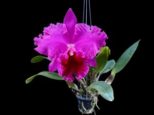 Rhyncholaeliocattleya Lucky Strike