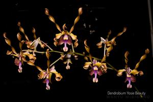 Dendrobium Yosie Beauty