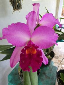 Cattleya Dorothy Fiene