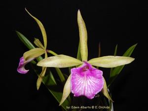 Brassocattleya Kosh Wallis