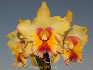 Rhyncholaeliocattleya Volcano Classic