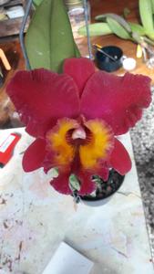 Rhyncholaeliocattleya Sunstate Colorchart