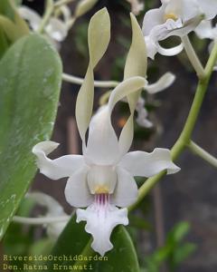 Dendrobium Ratna Ernawati