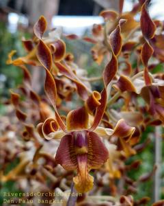 Dendrobium Palu Bangkit