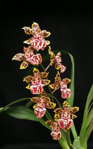 Oncidium Jungle Monarch