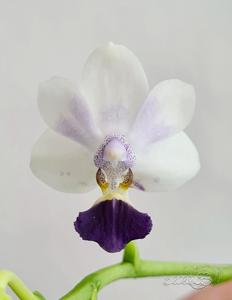 Phalaenopsis Su's Glad Kid