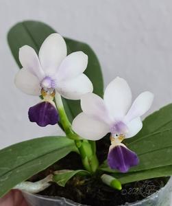 Phalaenopsis Su's Glad Kid