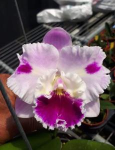<i>Rhyncattleanthe</i> Shinfong Nice Lady