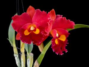 Rhyncholaeliocattleya Phet Paithoon