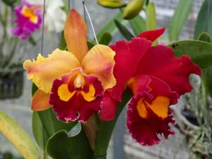 Rhyncholaeliocattleya Phet Paithoon
