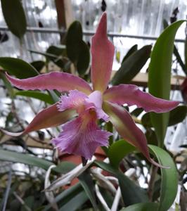 Rhyncholaeliocattleya Helen