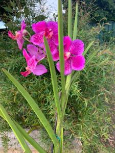 Papilionanda Chao Praya Sunshine