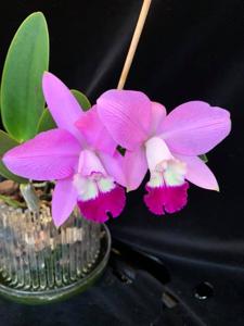 Cattleya Exotic Smile