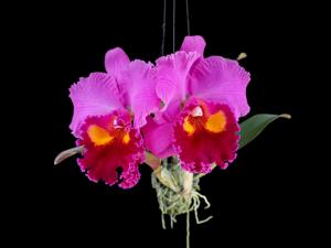 Rhyncholaeliocattleya Phet Ratsima