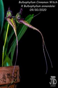 Bulbophyllum Witch Anna