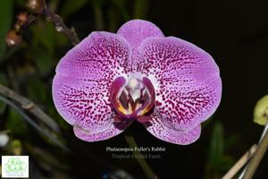 Phalaenopsis Fuller's Rabbit