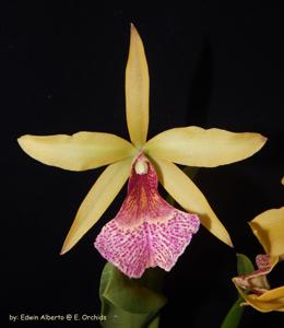 Brassocattleya Keowee