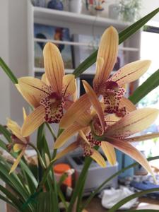 Cymbidium Baby Cakes