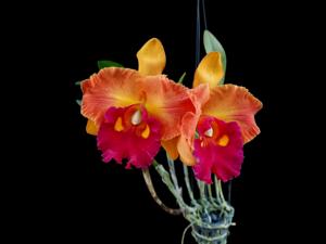 Rhyncholaeliocattleya Thongsupran