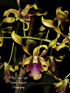 Dendrobium Rayy Bright Light