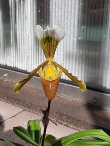 Paphiopedilum areeanum