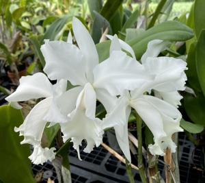 Cattleya Rodney Arthur Freytag