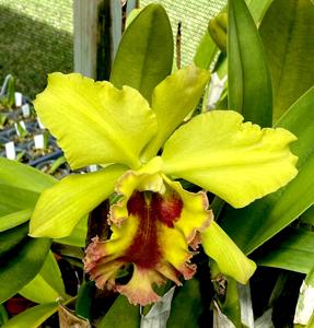 Rhyncholaeliocattleya Ports of Fortune