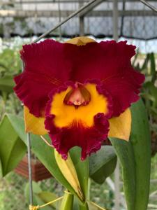 Rhyncholaeliocattleya Rungnapha Fancy