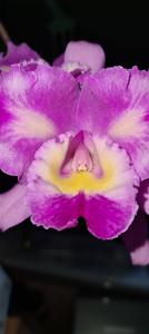 Cattleya Margaret Degenhardt