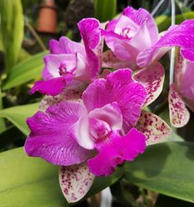 Cattleya Yuan Dung Sweet