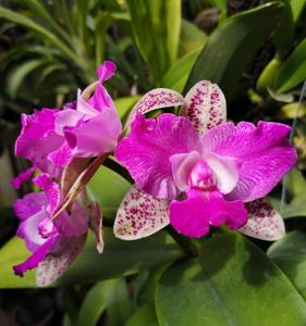 Cattleya Yuan Dung Sweet