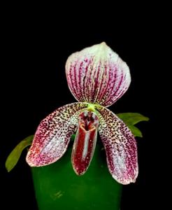 Paphiopedilum Charles Richman