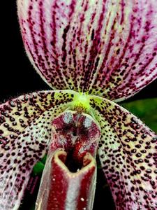 Paphiopedilum Charles Richman