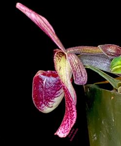 Paphiopedilum Charles Richman