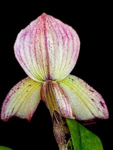 Paphiopedilum Charles Richman