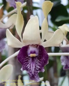 Dendrobium Imelda Marina Masagung