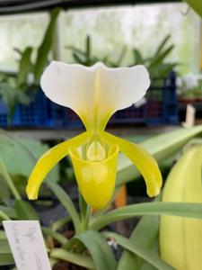 Paphiopedilum Wössner Helene