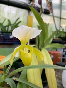 Paphiopedilum Wössner Helene