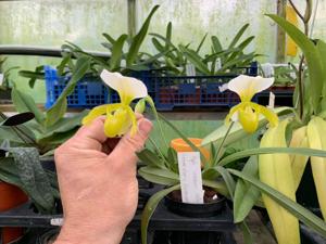 Paphiopedilum Wössner Helene