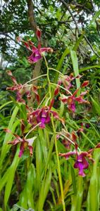 Dendrobium Riverside Orchid Garden