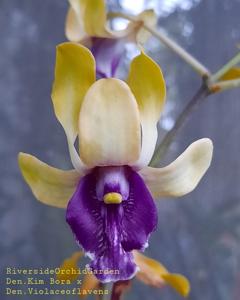 Dendrobium Imelda Marina Masagung