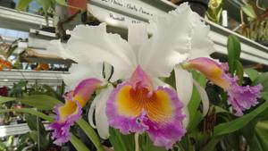 Cattleya Maggie Raphael