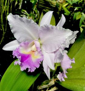 Cattleya White Reception