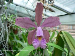 Cattleya harrisoniana-velutina