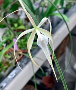 <i>Brassavola</i> Super Kookoo